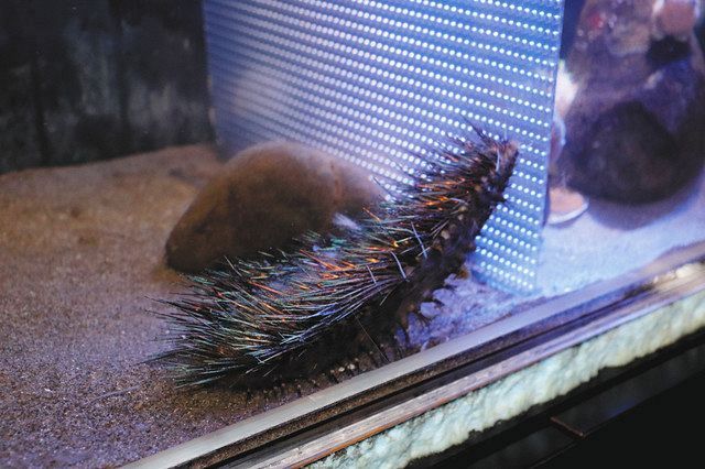 深海生物まるでタワシ 新種の可能性 蒲郡 竹島水族館で展示 中日新聞web
