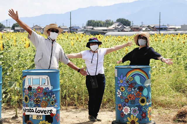ヒマワリ畑でまちおこし 海津の住民ら 千代保稲荷神社参道近く：中日