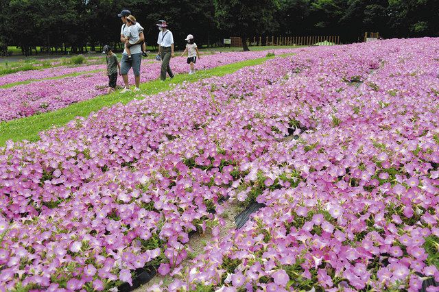 華やぐピンク ペチュニア花盛り 国営あづみの公園 中日新聞web