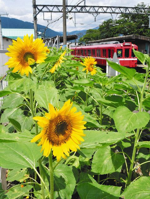 大輪ヒマワリ乗降客を歓迎 養老鉄道池野駅 中日新聞web