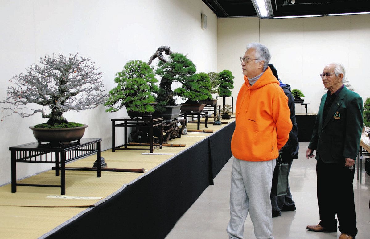 丹精した盆栽を展示 7日まで、四日市市文化会館：中日新聞Web