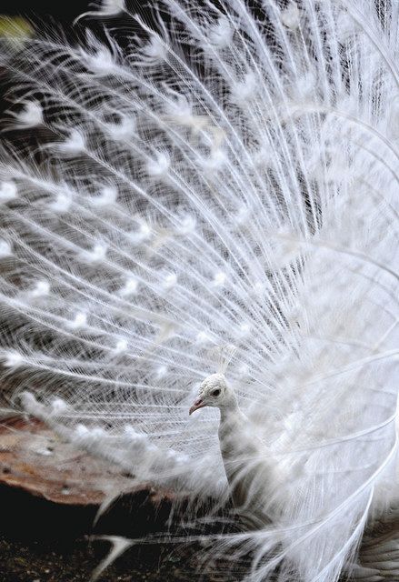 Zooっとみかわ＞ （3）鞍ケ池公園動物園・シロクジャク：中日新聞Web