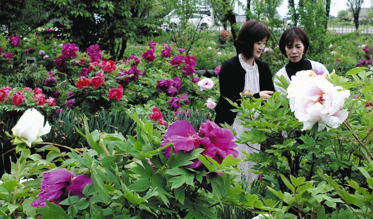 鮮やかボタンの花 見頃 魚津 花の森・天神山ガーデン：北陸中日新聞Web