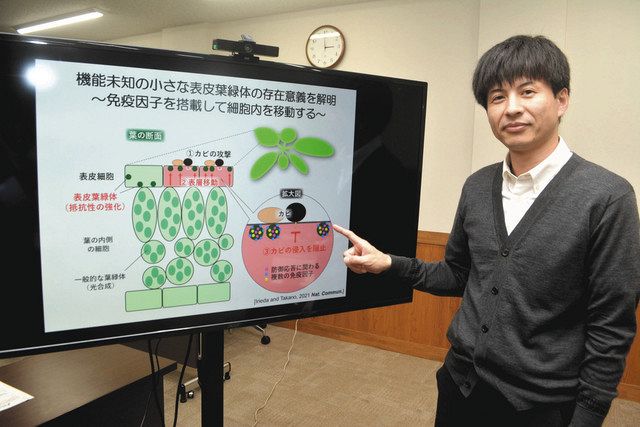 植物表皮の葉緑体、病原菌防ぐ働き 信大研究グループが発見:中日新聞Web