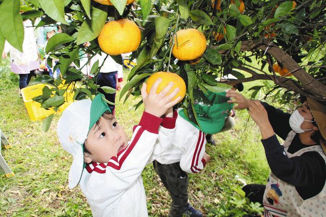 夏ミカンを収穫する園児ら＝湖西市鷲津で 