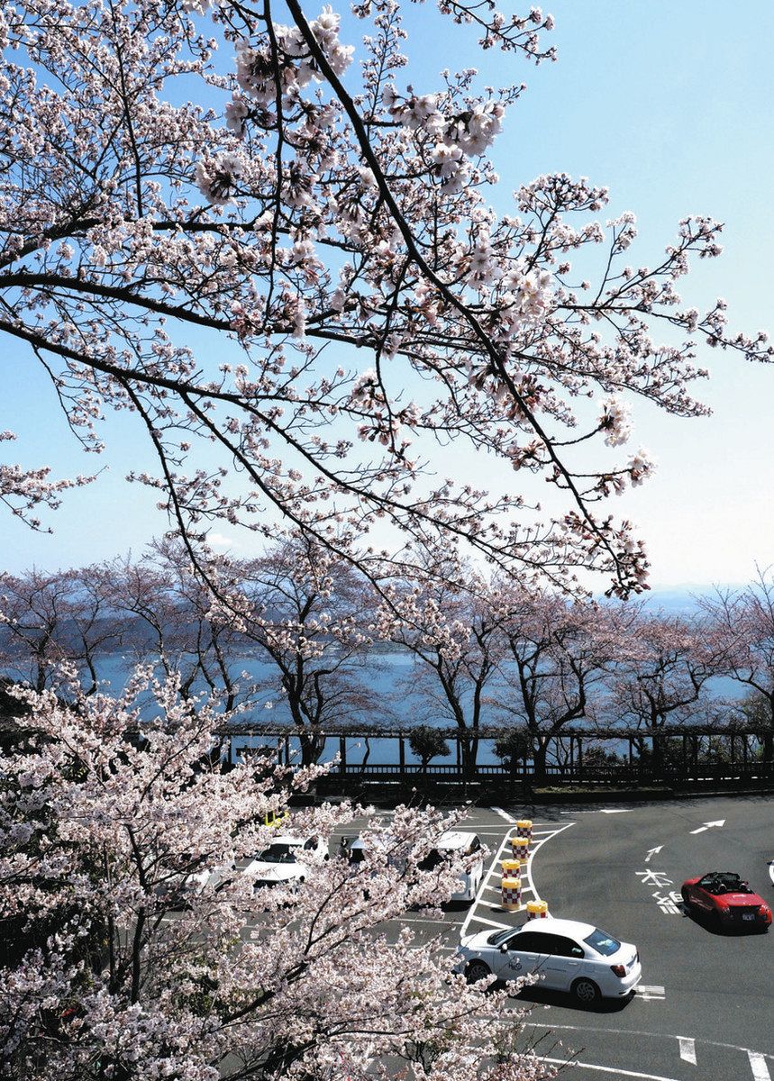 天空の桜並木、心も晴れ晴れ 奥琵琶湖パークウェイ：中日新聞Web