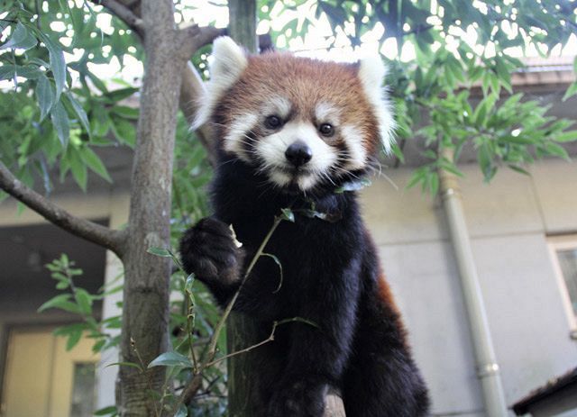 レッサーパンダ まるこ 嫁入り 日本平から東山へ 中日新聞しずおかweb