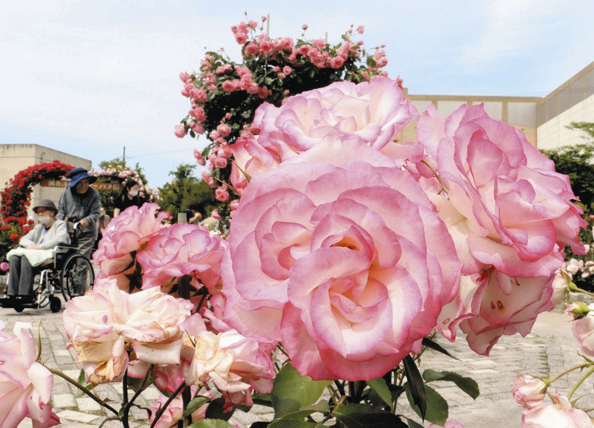 愛情込めたバラ見頃 大津・湖西浄化センター：中日新聞Web