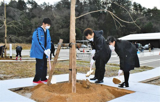 シダレザクラ５本植樹 イカの駅 小木小児童 卒業記念で 北陸中日新聞web