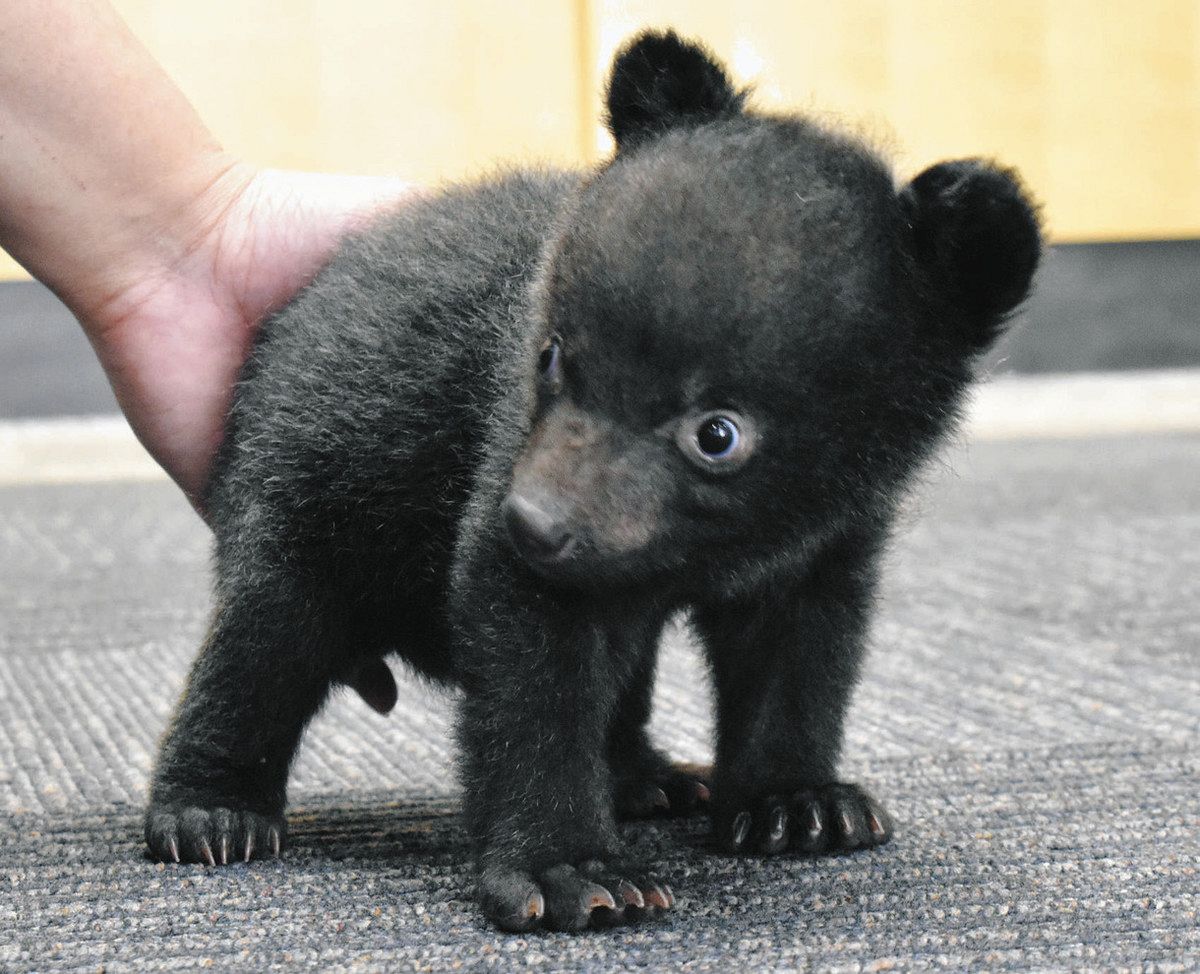 ツキノワグマの赤ちゃんが撮影イベントPR 奥飛騨クマ牧場：中日新聞Web