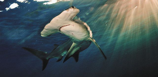 海へ出た サメが出た 岸近く 中部含む各地で目撃情報 中日新聞web
