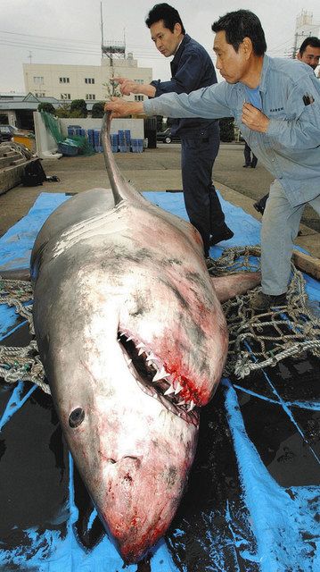 海へ出た サメが出た 岸近く 中部含む各地で目撃情報 中日新聞web