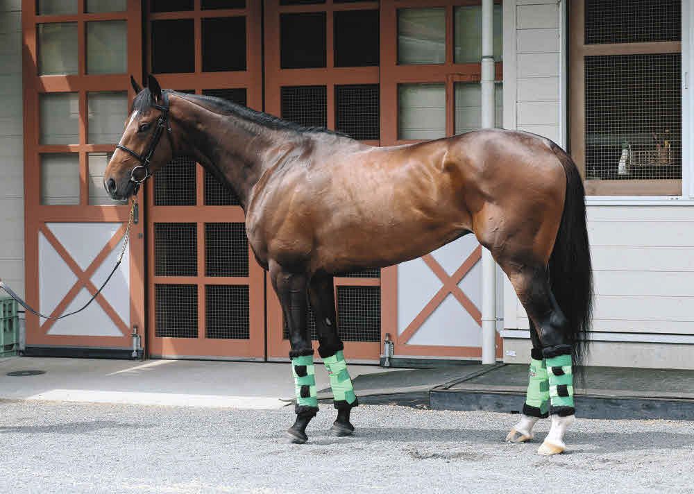 日本ダービー馬体診断】5枠9番ジョバンニ、5枠10番トッピボーン 獣医師