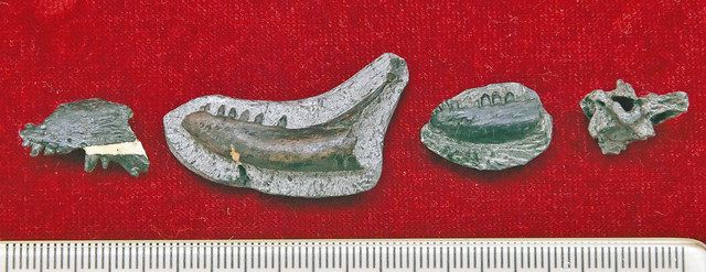 白亜紀前期のトカゲ化石 恐竜博物館発掘成果説明 ：日刊県民福井Web