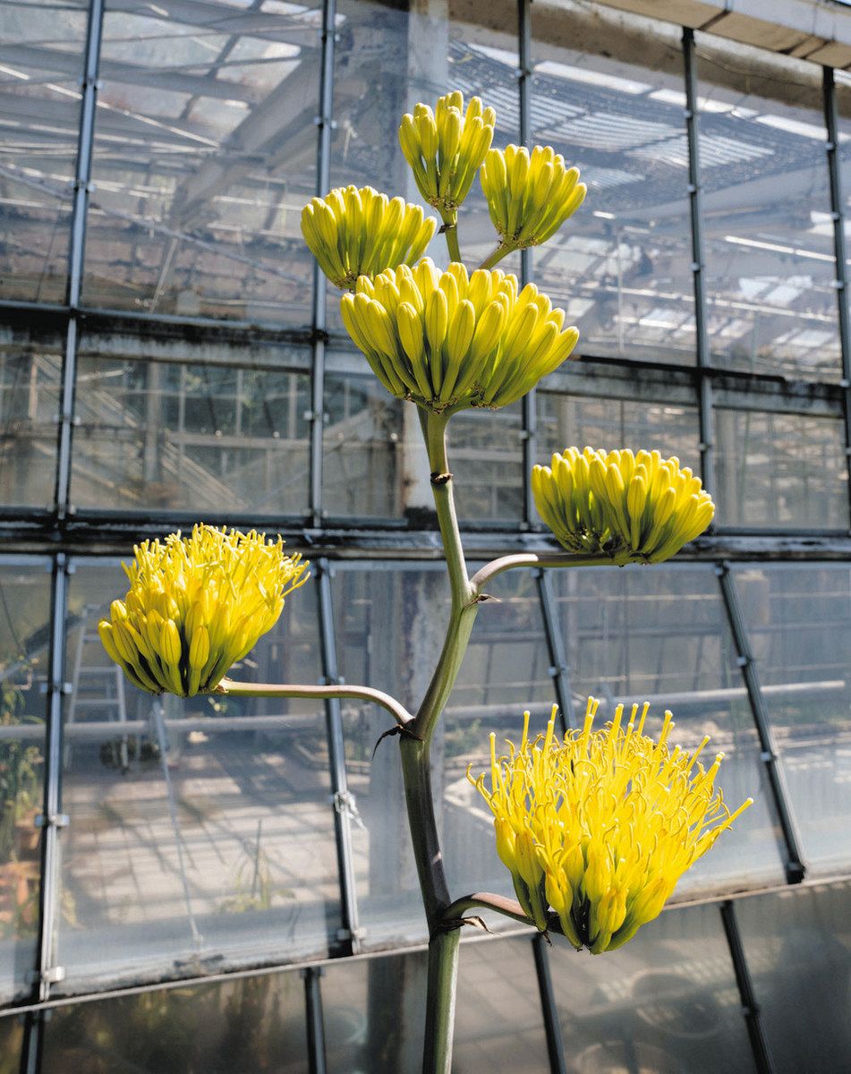 30年かけて咲き、一度で枯れる 神秘の花「アガベ」、東山動植物園で