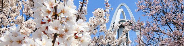 愛知の桜 表情いろいろ ｗｅｂでお花見 中日新聞web