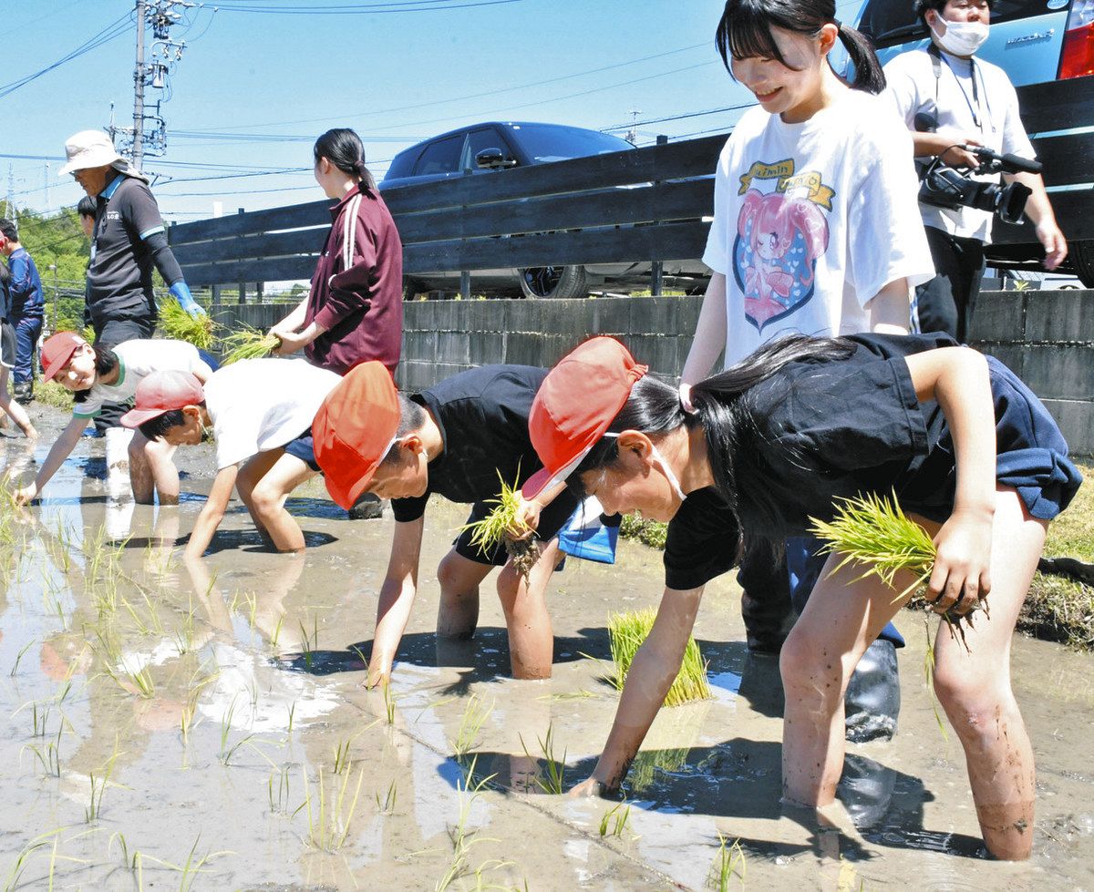 教えを受けながら苗を植える児童ら＝土岐市駄知町で
