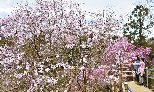「田光の宝」シデコブシ、白やピンクのかれんな花 菰野で見ごろ:中日新聞Web
