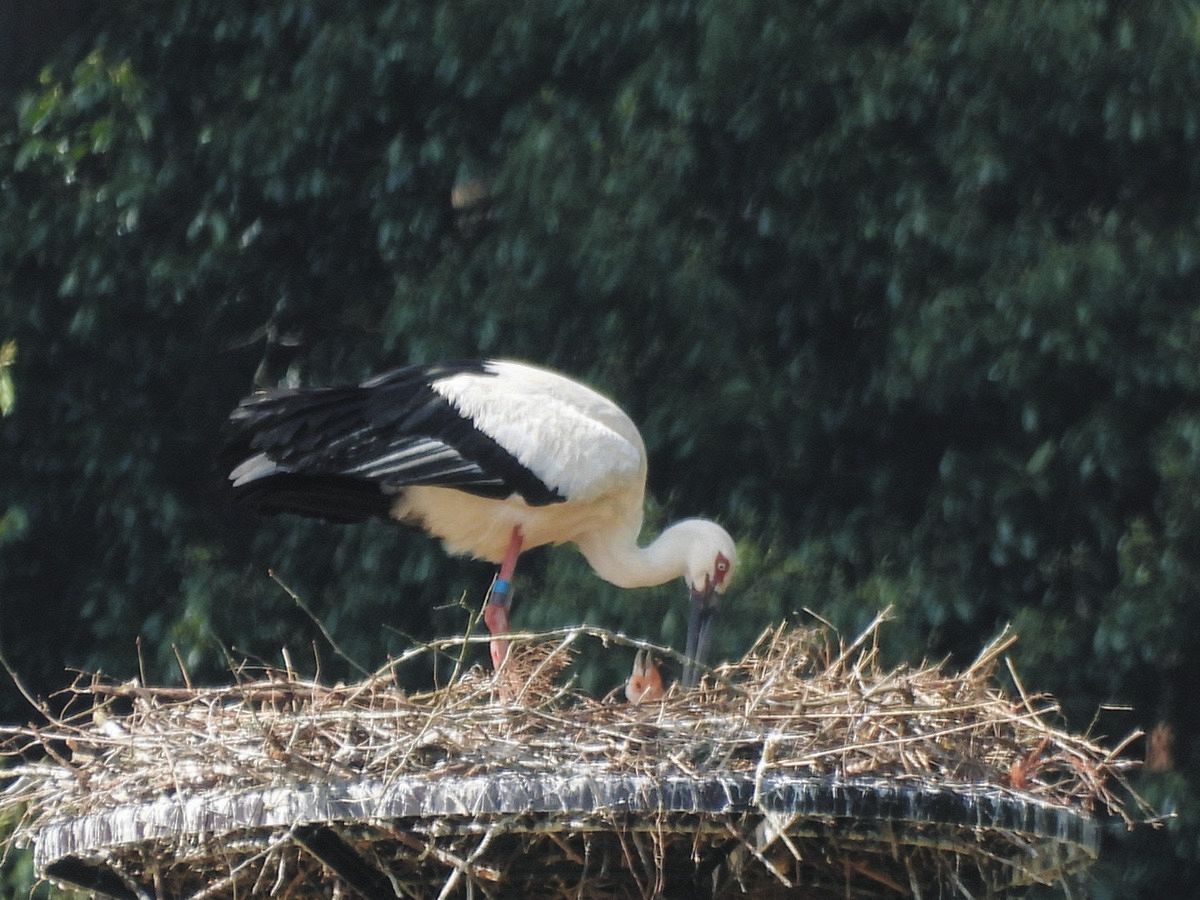 越前町でコウノトリが初誕生 宮崎地区の人工巣塔にひな確認：中日新聞Web