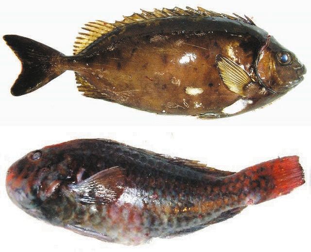 磯焼けをおいしく解消へ 志摩で要因の魚活用方法を官民一体で議論：中