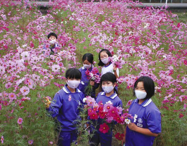 学びやの隣 コスモス畑 砺波 鷹栖小 北陸中日新聞web