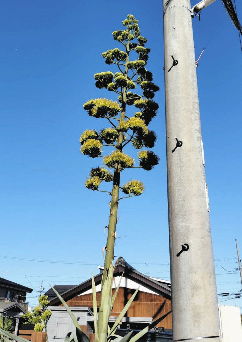 数十年に一度というけれど…リュウゼツラン各地で開花 日本で珍しくなくなってきた理由とは：中日新聞Web