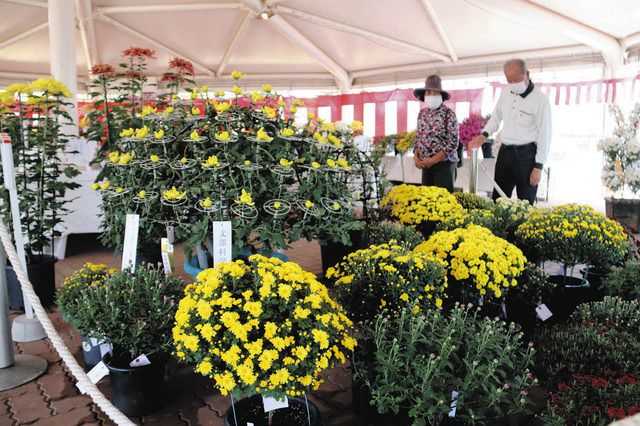 丹精の菊 大輪華やか フラワーパークで浜松菊花大会 中日新聞しずおかweb