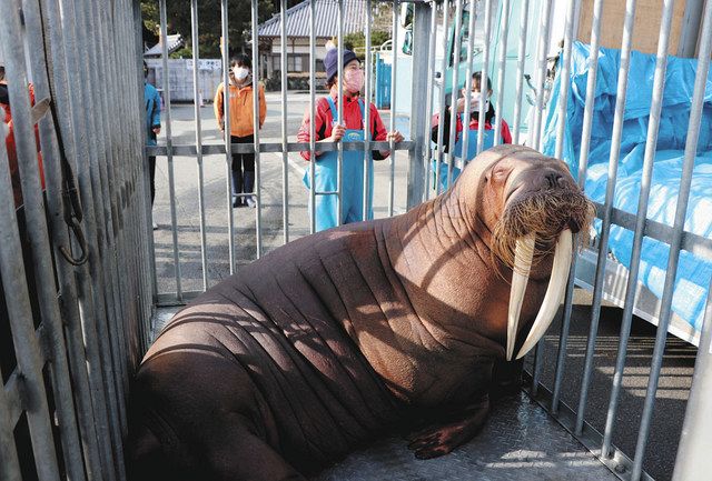 セイウチ ヒマワリ 繁殖のため引っ越し 南知多ビーチランドへ 中日新聞web