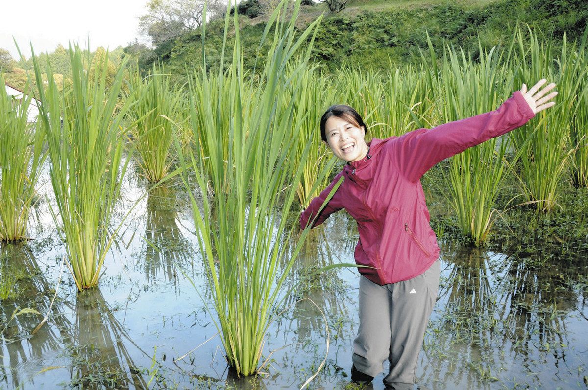 マコモ、大きく育った！ 豊橋の食育講師の広西さん、設楽の休耕田で