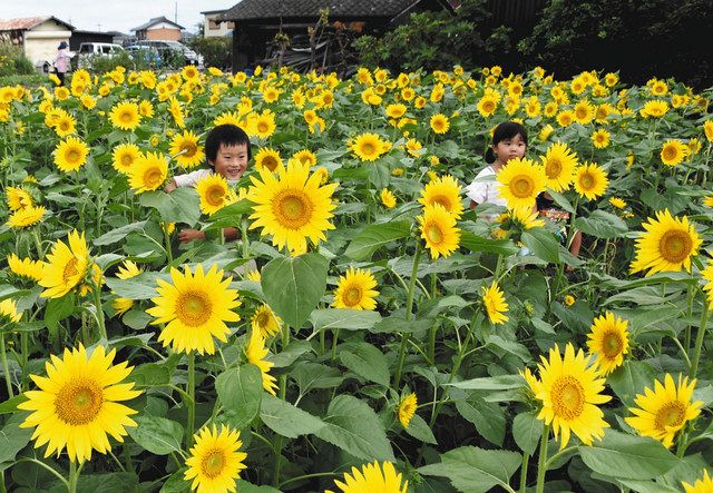 地上の太陽 ヒマワリが秋映え 長浜市 中日新聞web