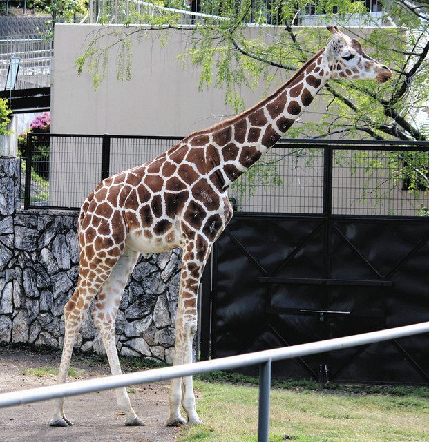 キリンの ダイヤ 天国へ 日本平動物園 中日新聞しずおかweb