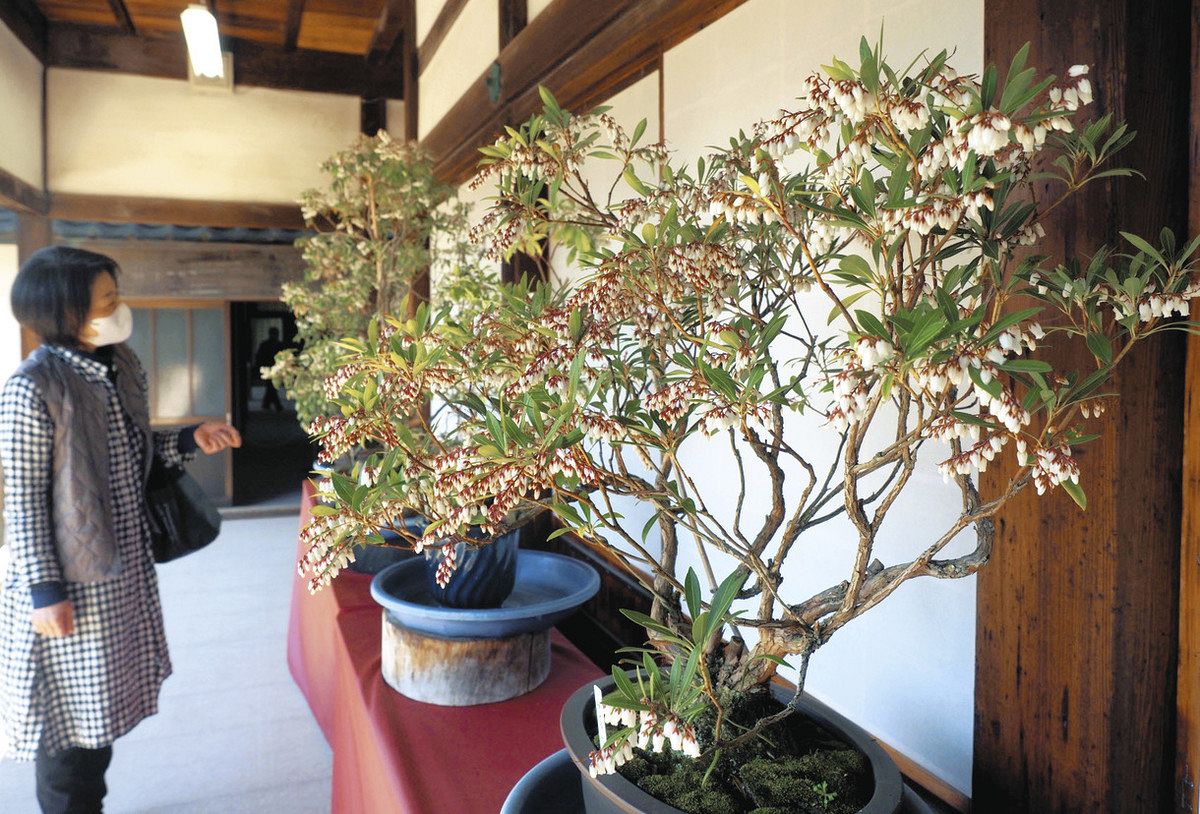 アセビの盆栽、見頃が待ち遠しい 長浜・大通寺に50鉢並ぶ：中日新聞Web