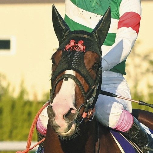 ナミュール、海外遠征帰りも疲れなし【ヴィクトリアマイル】：中日スポーツ・東京中日スポーツ