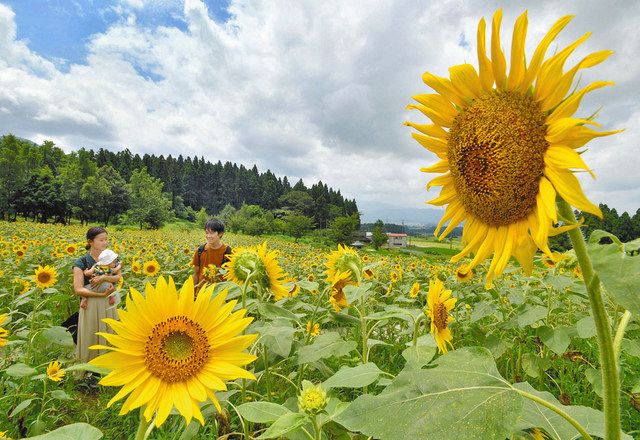 黄色い大輪 幸せな気分 大野でヒマワリ１万本見頃 中日新聞web