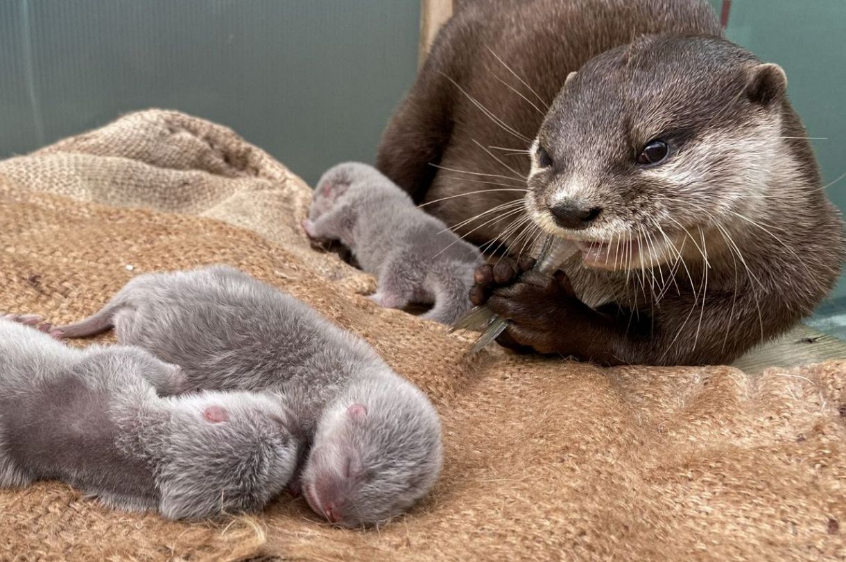 コツメカワウソの赤ちゃん、天国へ 鳥羽水族館で9月誕生の3匹：中日