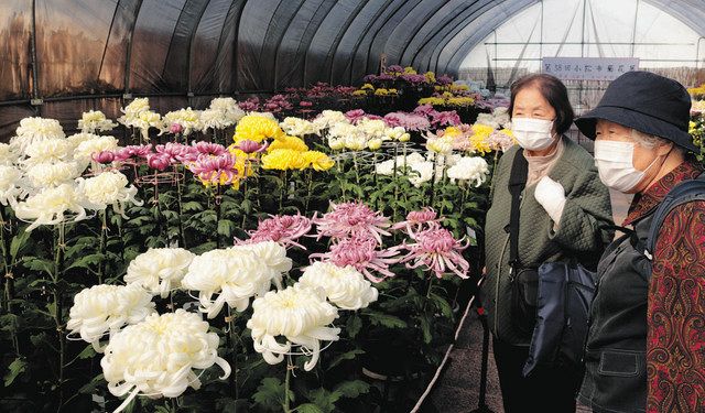 丹精した菊 大輪咲かす 小松駅西口で展示 北陸中日新聞web