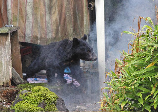 クマ出没 最多ペース 統計開始０４年度以降 県内４ ９月 ５１７件 日刊県民福井web