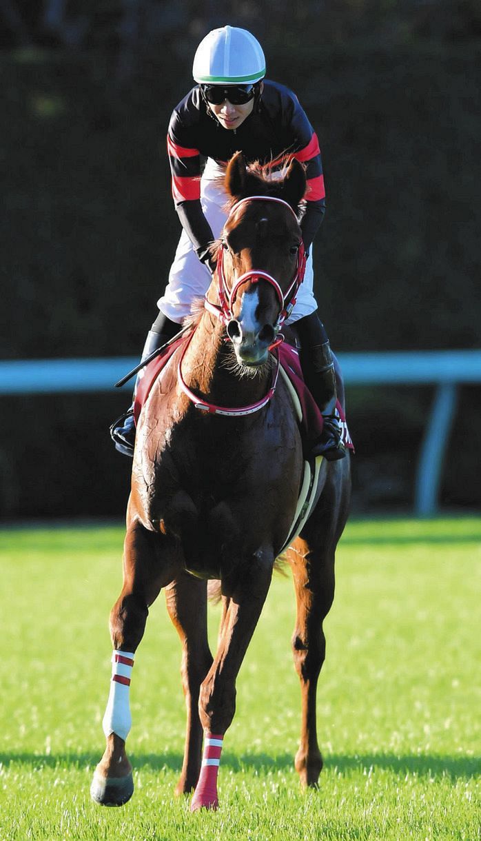 デビュー4戦オール連対のホウオウアマゾンは成長一途「今なら切れる脚も使える」【朝日杯FS】:中日スポーツ・東京中日スポーツ