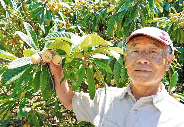 伊豆・土肥地区だけで栽培「白ビワ」 収益化難しく担い手確保課題：中
