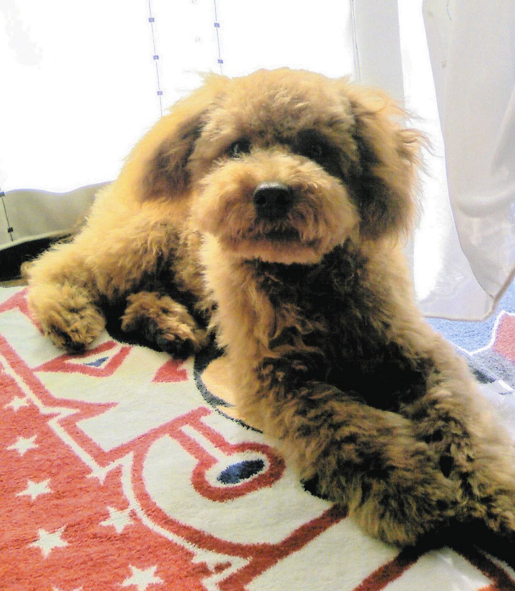 愛犬の医療過誤で100万円…「ペットも家族」増える慰謝料 弁護士「時代