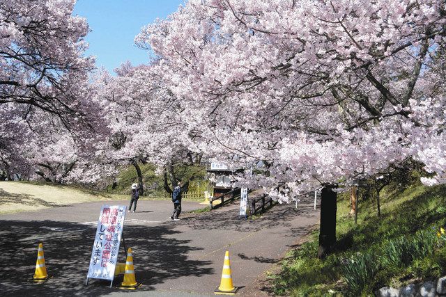 長野 高遠さくら祭り 感染対策徹底して開催へ 伊那市 ３月最終判断 中日新聞web