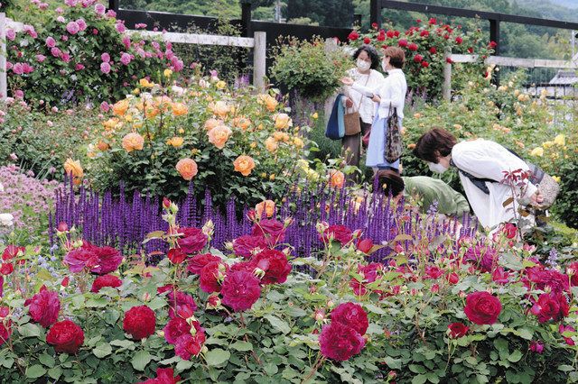 バラ４００種 英国式庭園彩る 米原 ローザンベリー多和田 中日新聞web