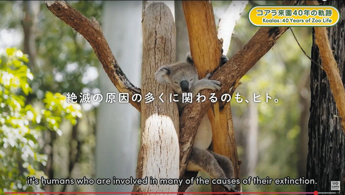 コアラ来園40年を動画で振り返る 東山動植物園：中日新聞Web