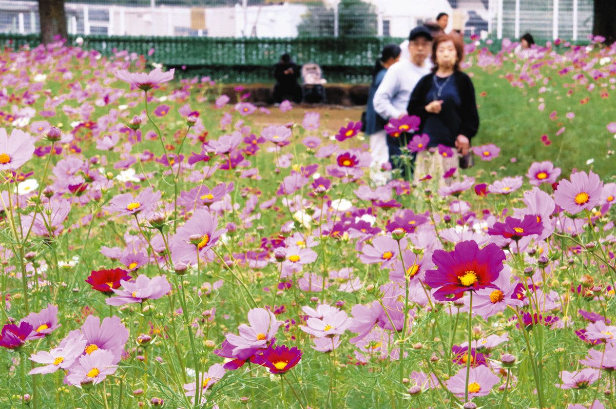 ピンクや白、赤色のコスモスで華やかに彩られた花畑＝日野町西大路の滋賀農業公園ブルーメの丘で