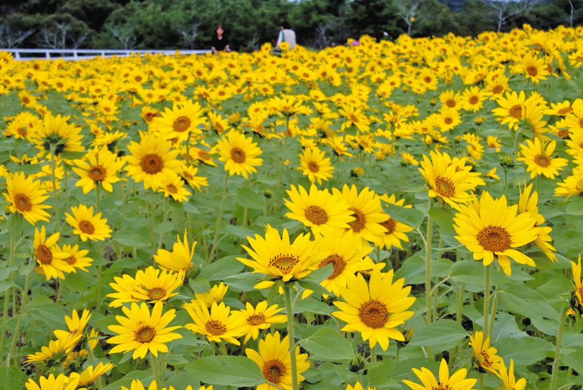 小ぶりな花でいっぱいになったヒマワリ畑＝日野町西大路の滋賀農業公園ブルーメの丘で