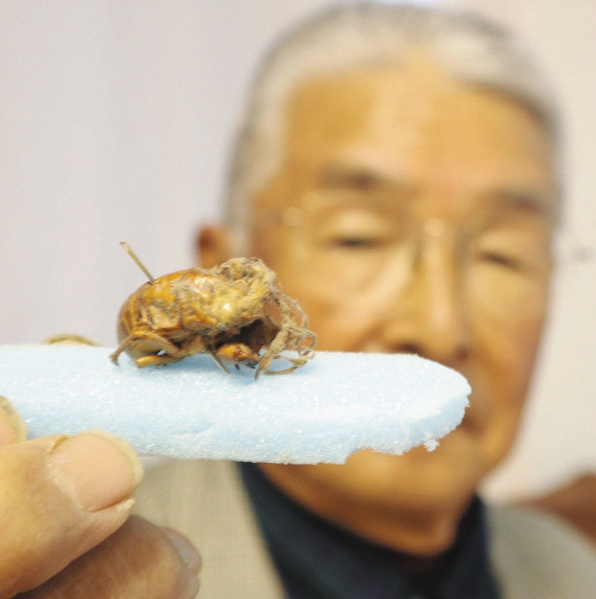 鈴鹿の寺に冬虫夏草 セミの幼虫にキノコ寄生、境内の土中から住職が発見：中日新聞Web