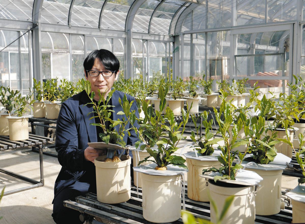 キャンパスにある温室で、茶樹を確かめる一家崇志准教授＝静岡市駿河区の静岡大で