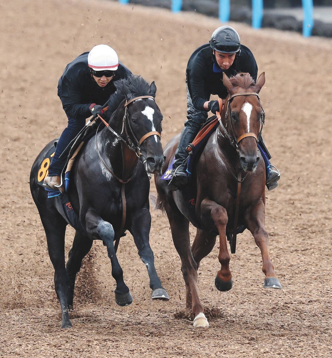 安田記念 サリオスは 馬体重も増えて 調整しやすかった 短期放牧でリフレッシュ 巻き返し誓った 中日スポーツ 東京中日スポーツ 安田記念 サリオスは 馬体重も増えて 調整しやすかった 短期放牧でリフレッシュ 巻き返し誓った 中日スポーツ 東京中日スポーツ