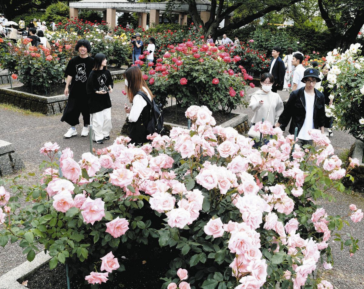 金沢南総合運動公園 バラ園40周年 白や黄、赤 1800本咲き誇る：北陸中