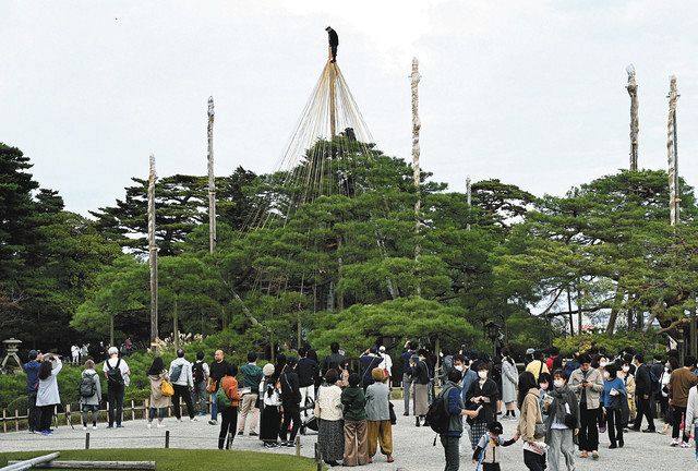 石川 兼六園 冬支度 雪つり作業開始 北陸中日新聞web